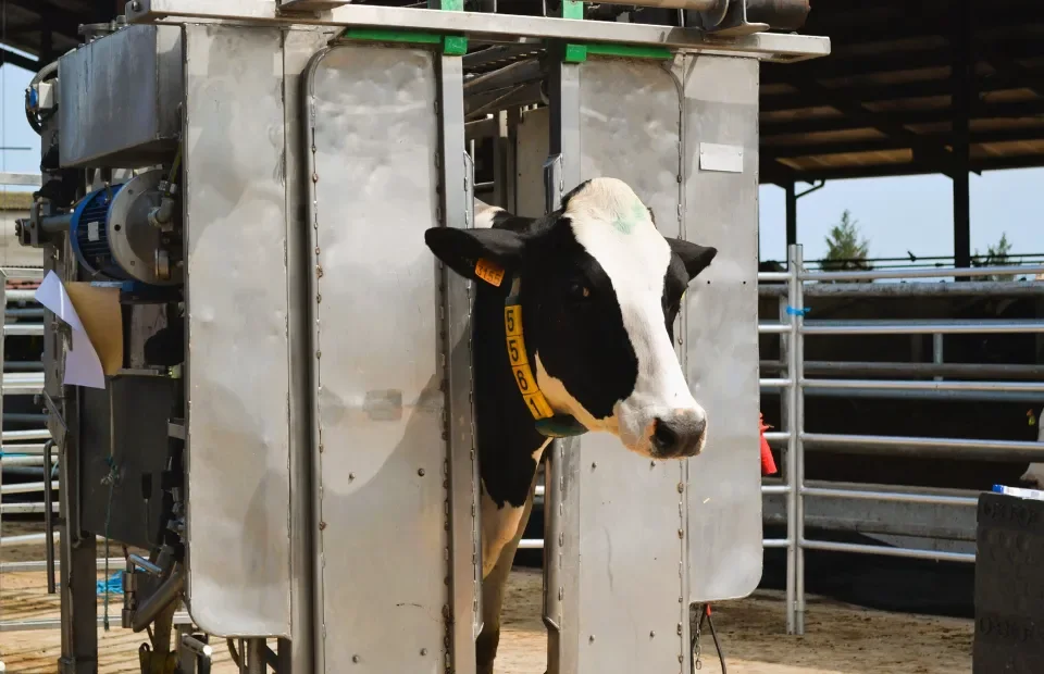 Echipament profesional CowCare pentru îngrijirea ongloanelor