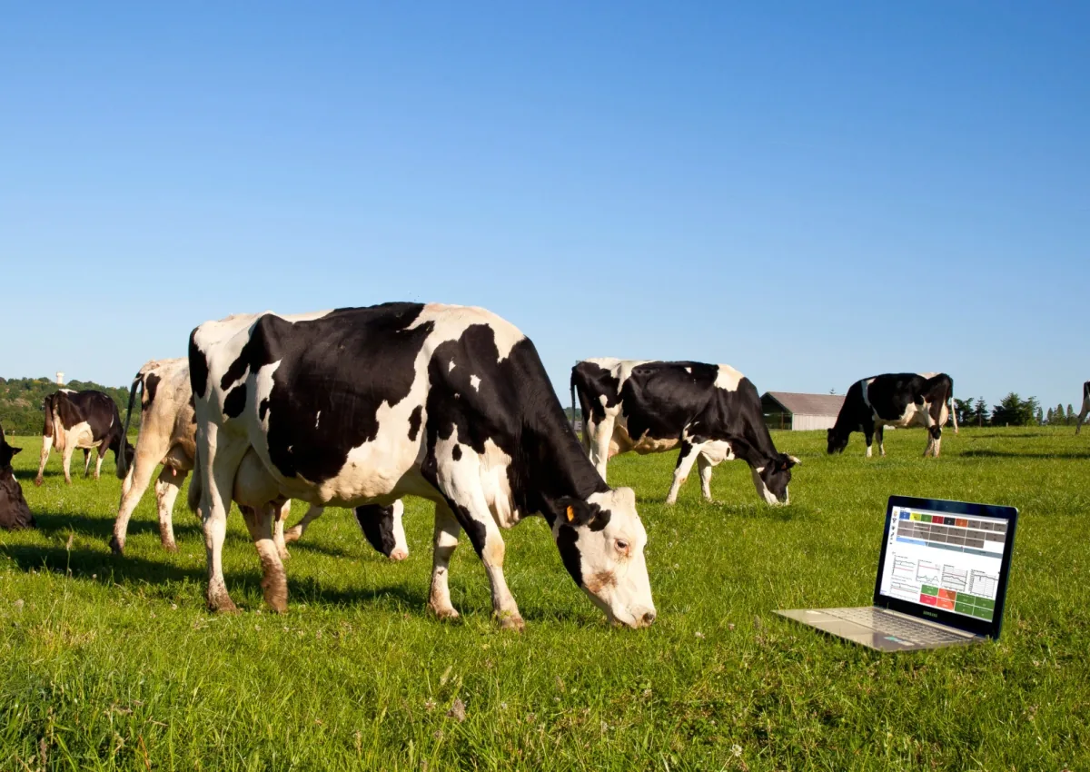 Vaci la pășune și aplicația UNIFORM-Agri